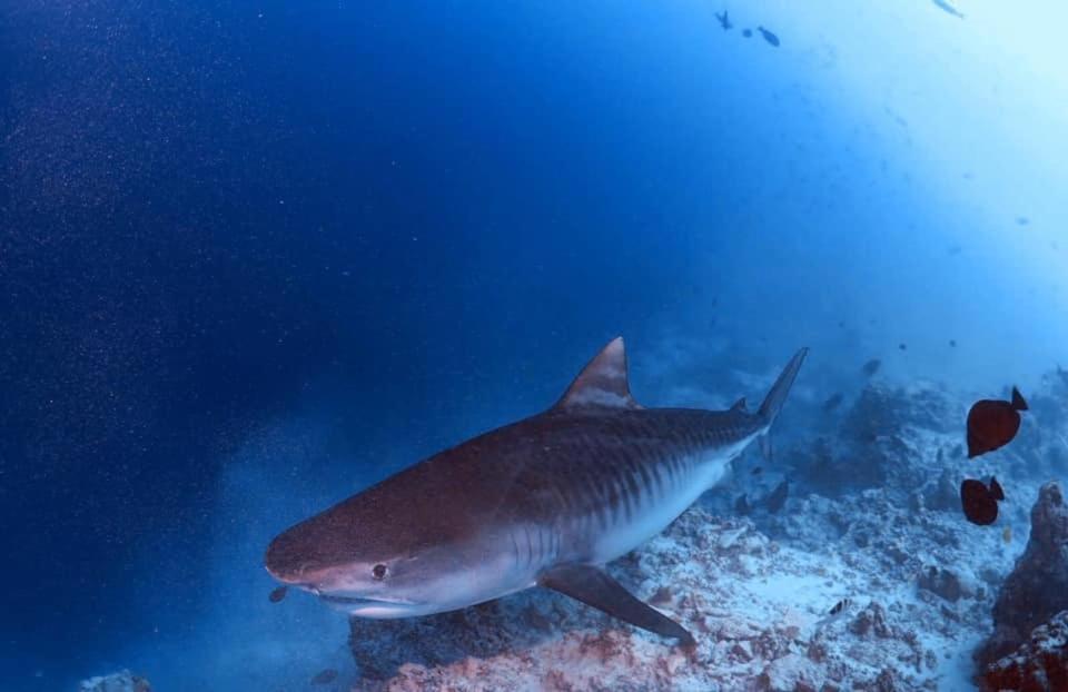 Endhaa, Divers Home Fuvahmulah Luaran gambar