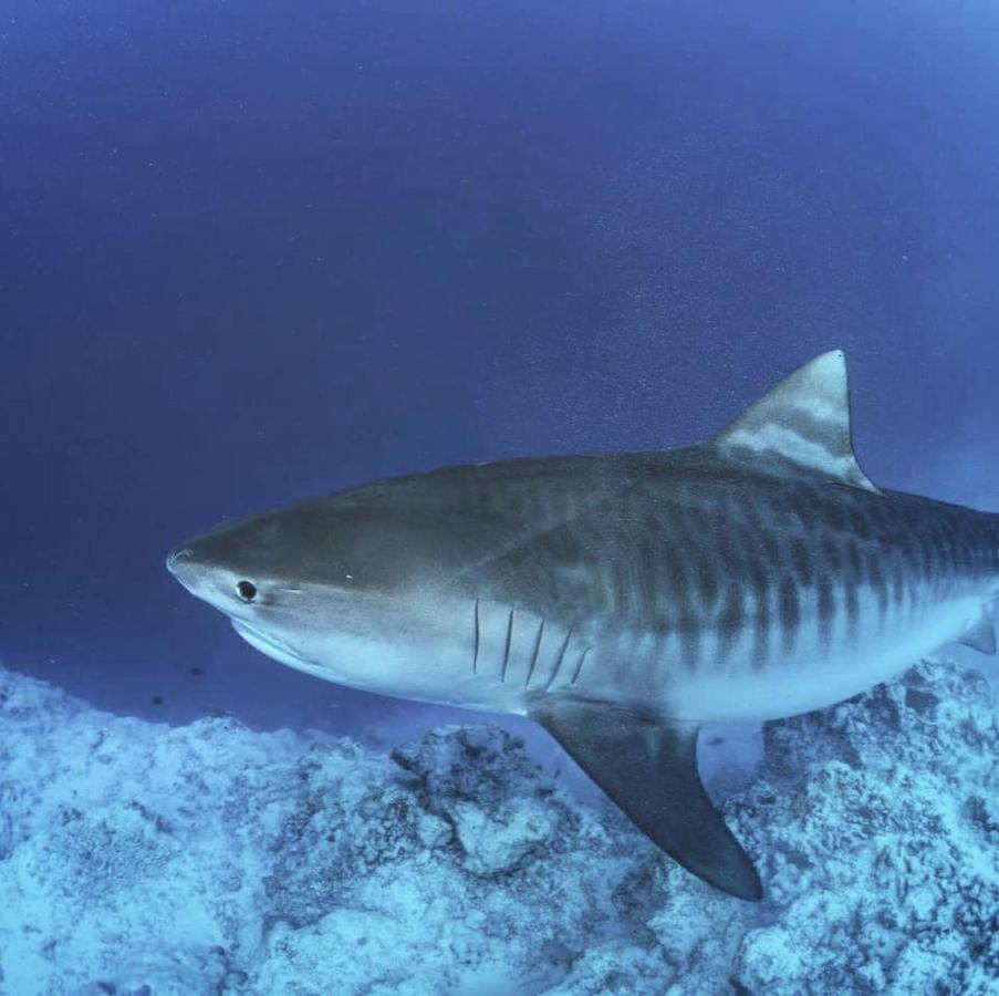 Endhaa, Divers Home Fuvahmulah Luaran gambar