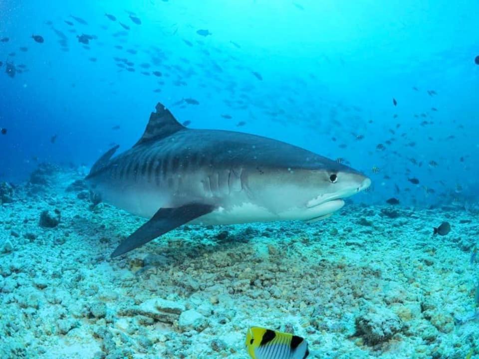 Endhaa, Divers Home Fuvahmulah Luaran gambar