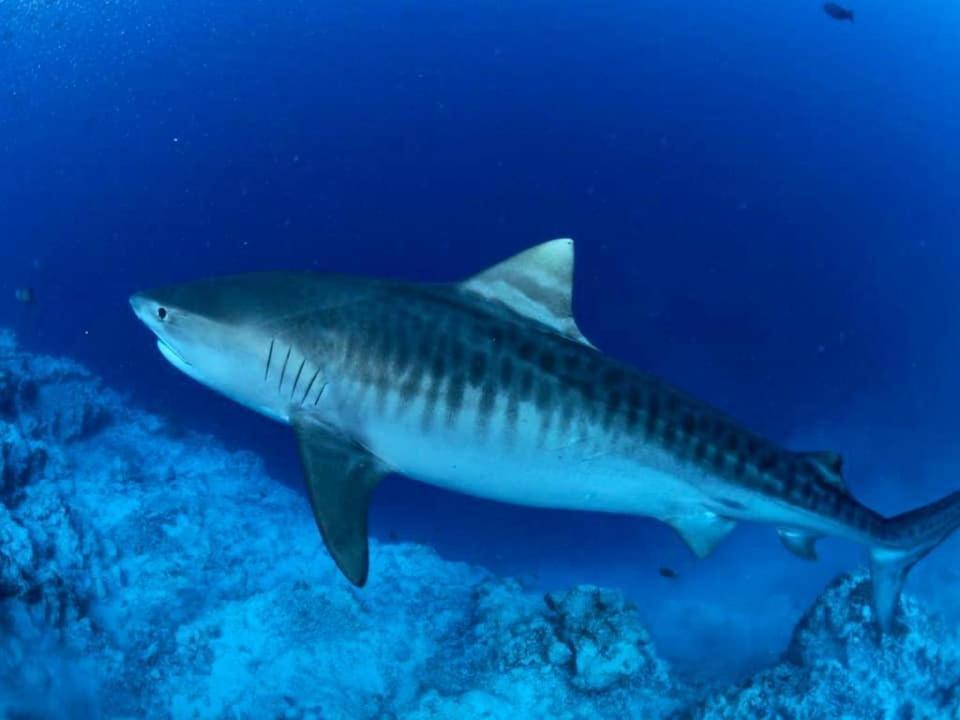 Endhaa, Divers Home Fuvahmulah Luaran gambar